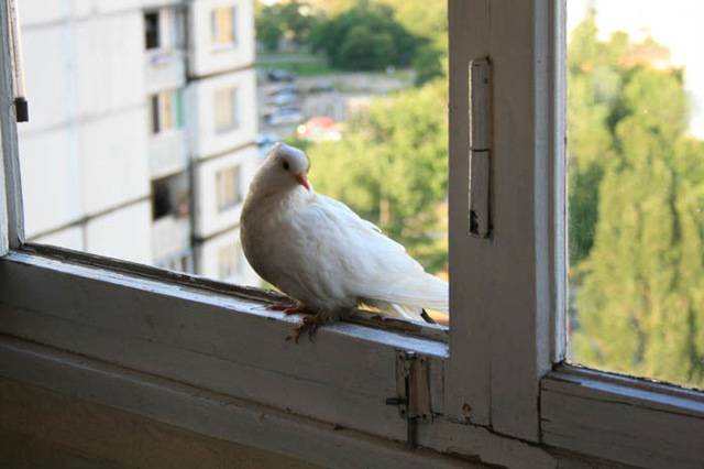 Птица ударилась в окно и разбилась, что означает примета